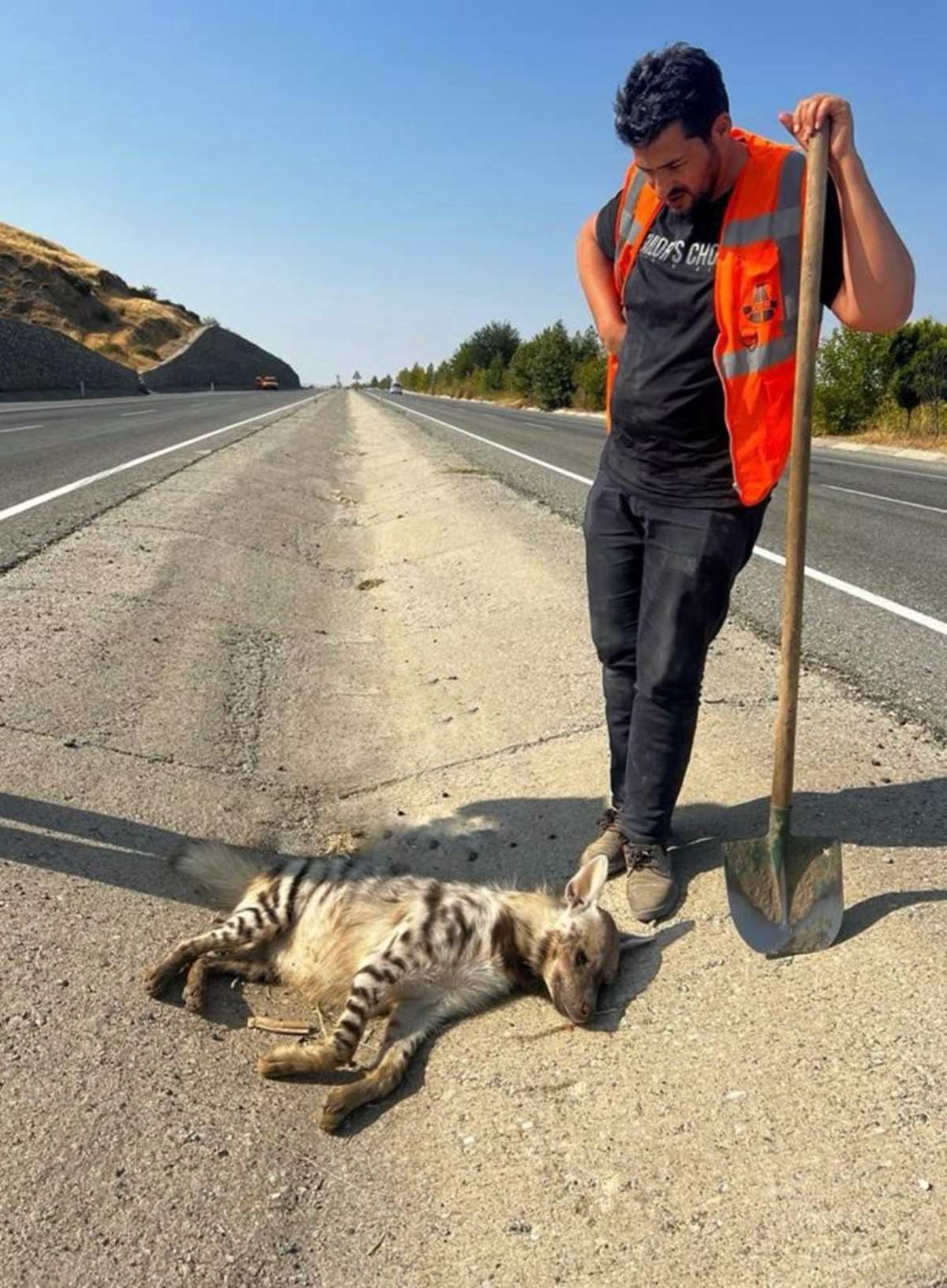 Nesli tükenmek üzere... Çizgili sırtlan yolun ortasında ölü bulundu!