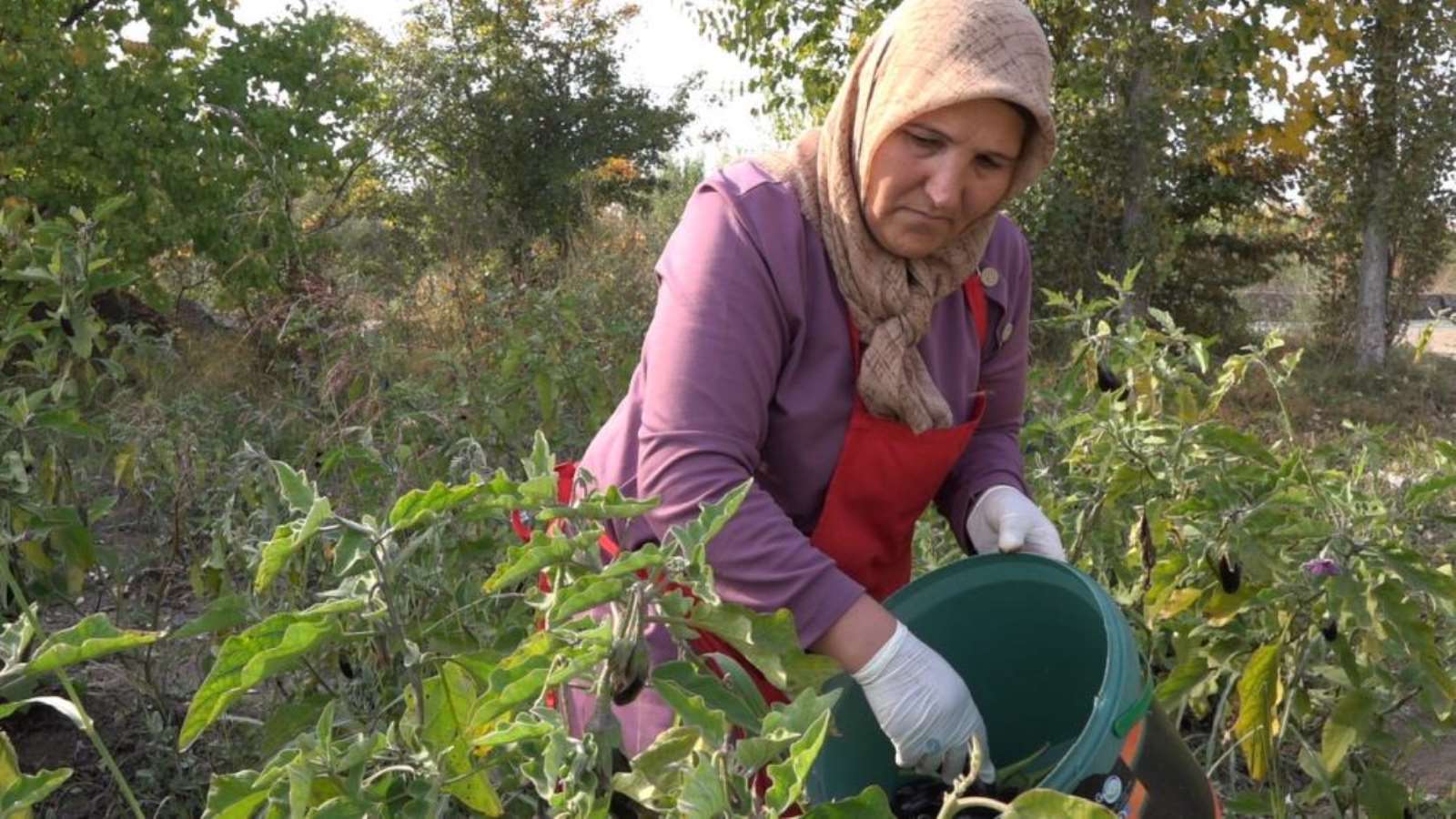 'Patlıcandan reçel olur mu' demeyin? Iğdır'a has lezzet