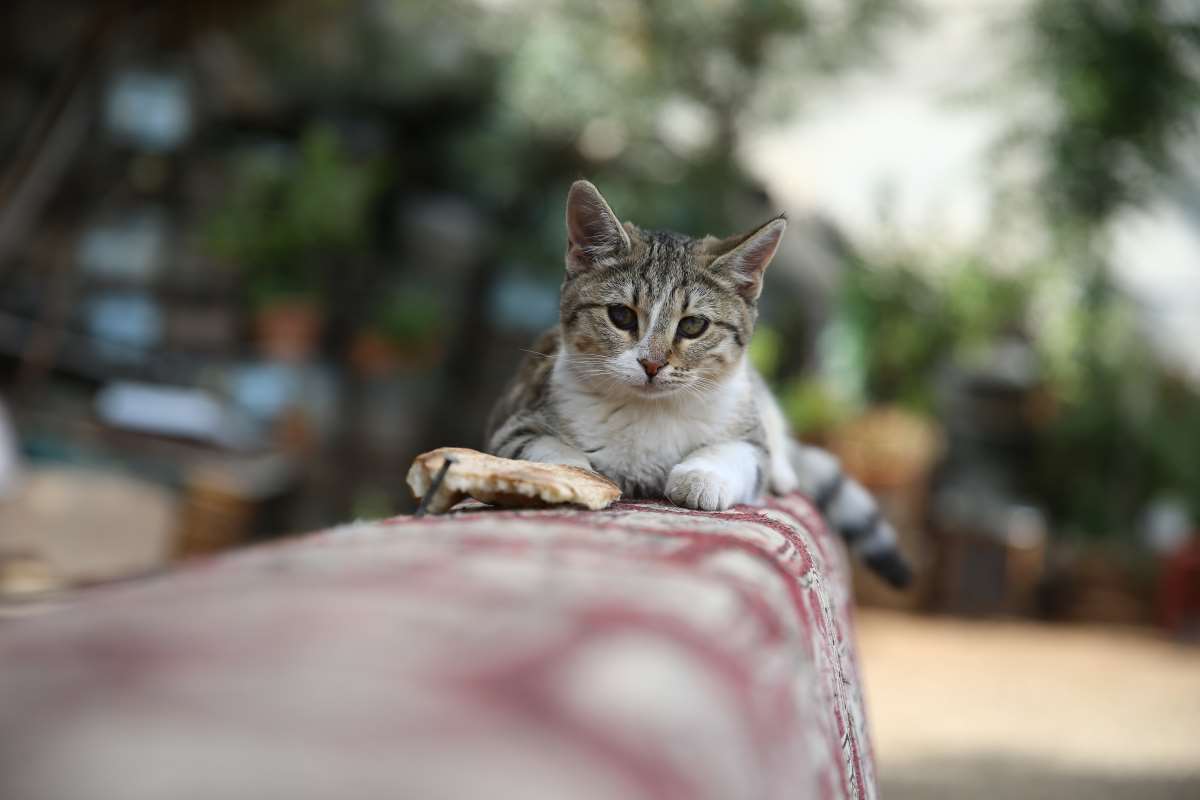 Kedi sevgisi müteahhitlerin tekliflerine 'dur' dedirtti