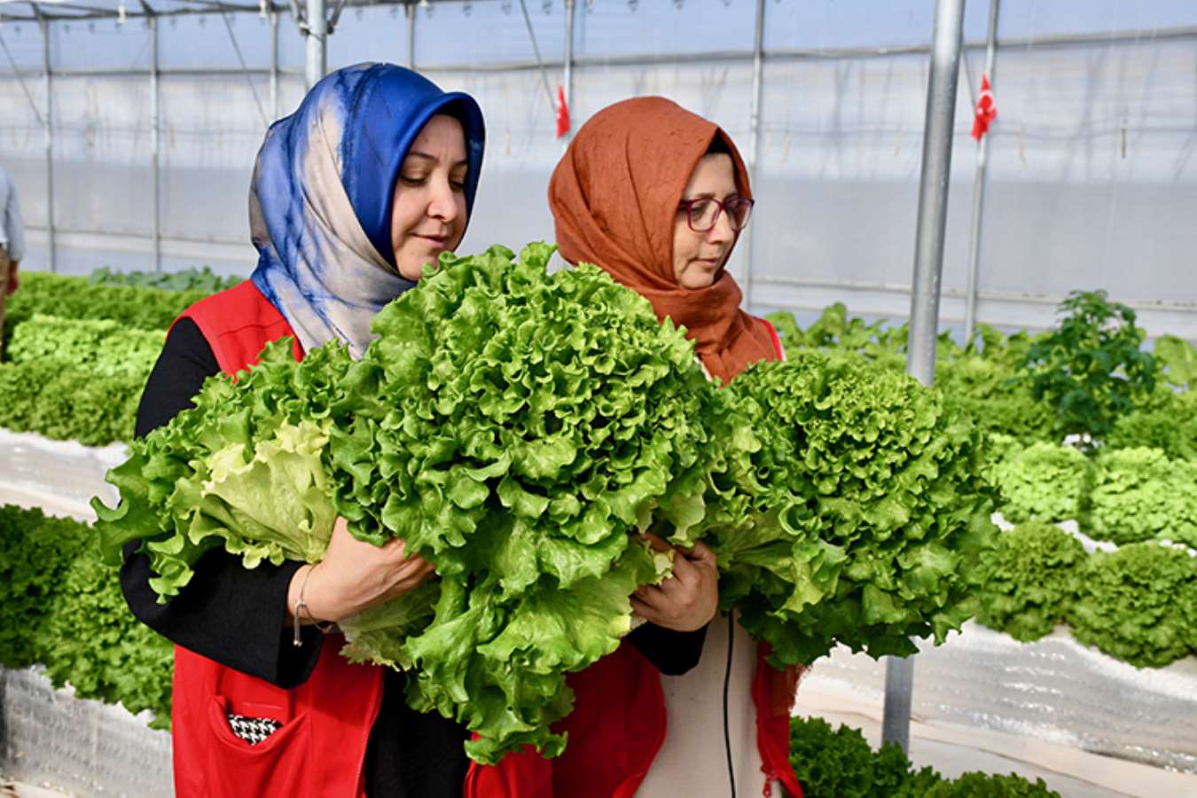 Darıca'da topraksız tarımda hasat başladı: Volkanik cürufla yetiştiriliyor...