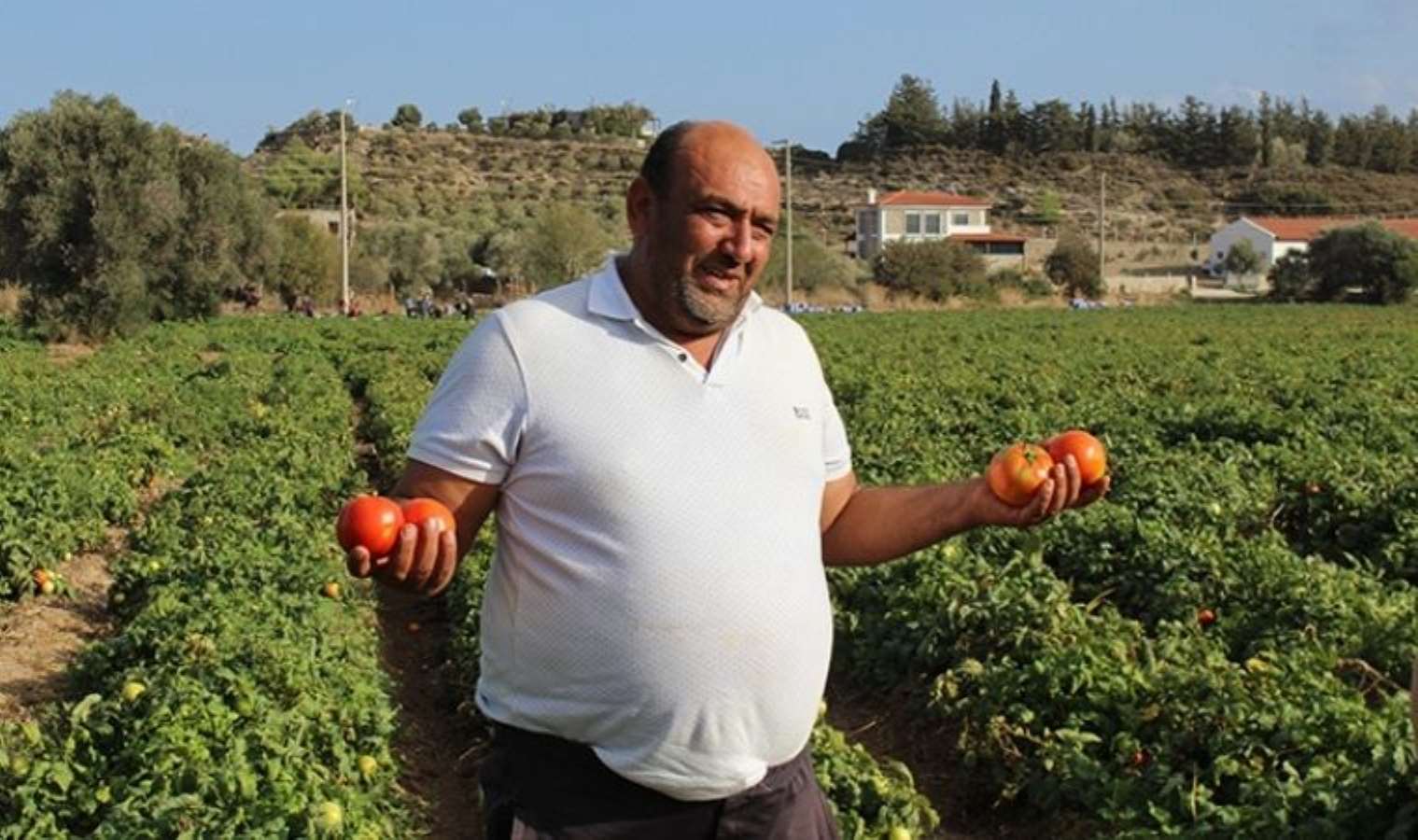 Muğla'da güz bereketiyle geldi: Hasadı başladı