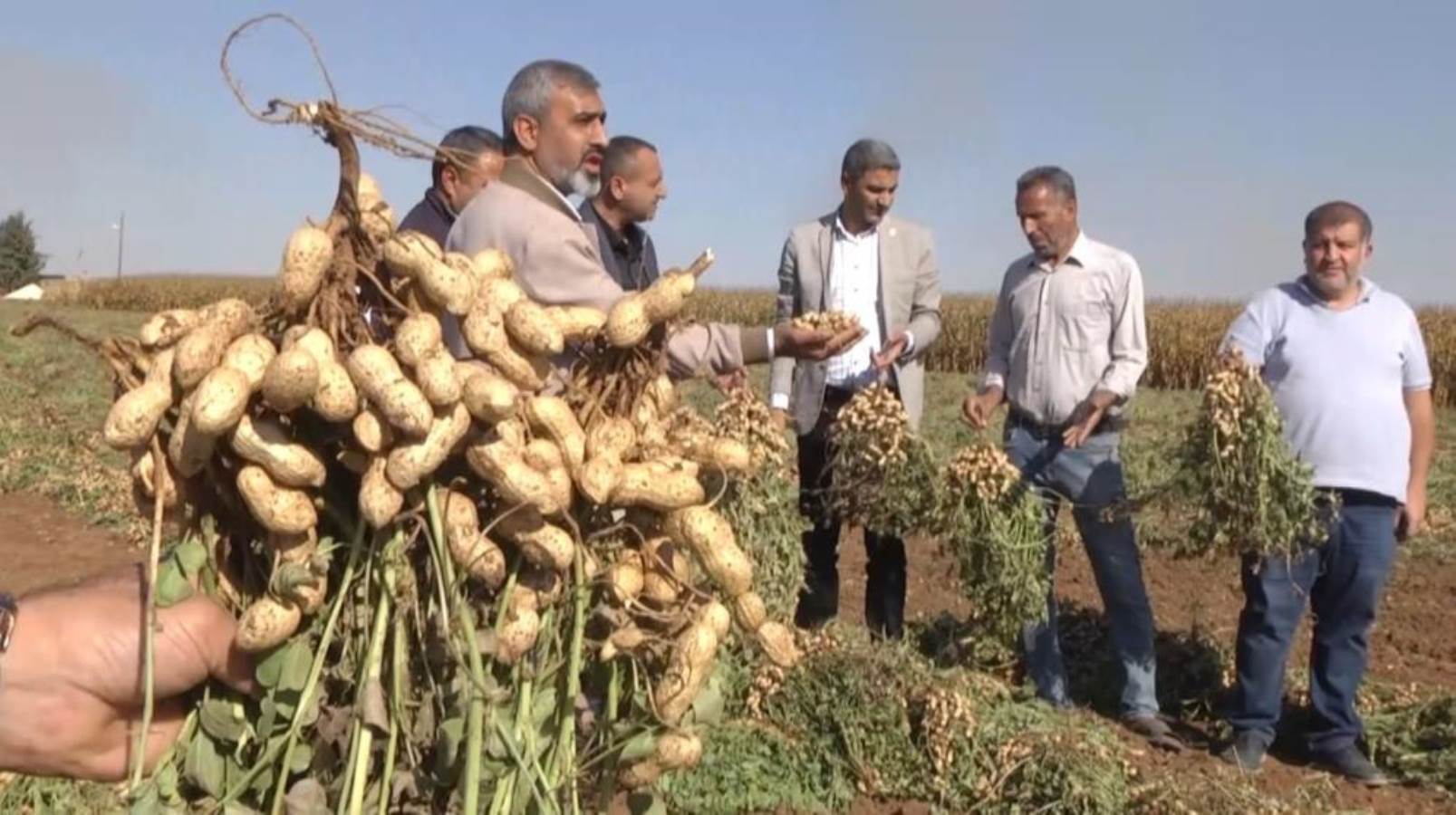 Harran Ovası'nda çiftçinin yüzü gülüyor:  Dönümde 500 kilo ürün