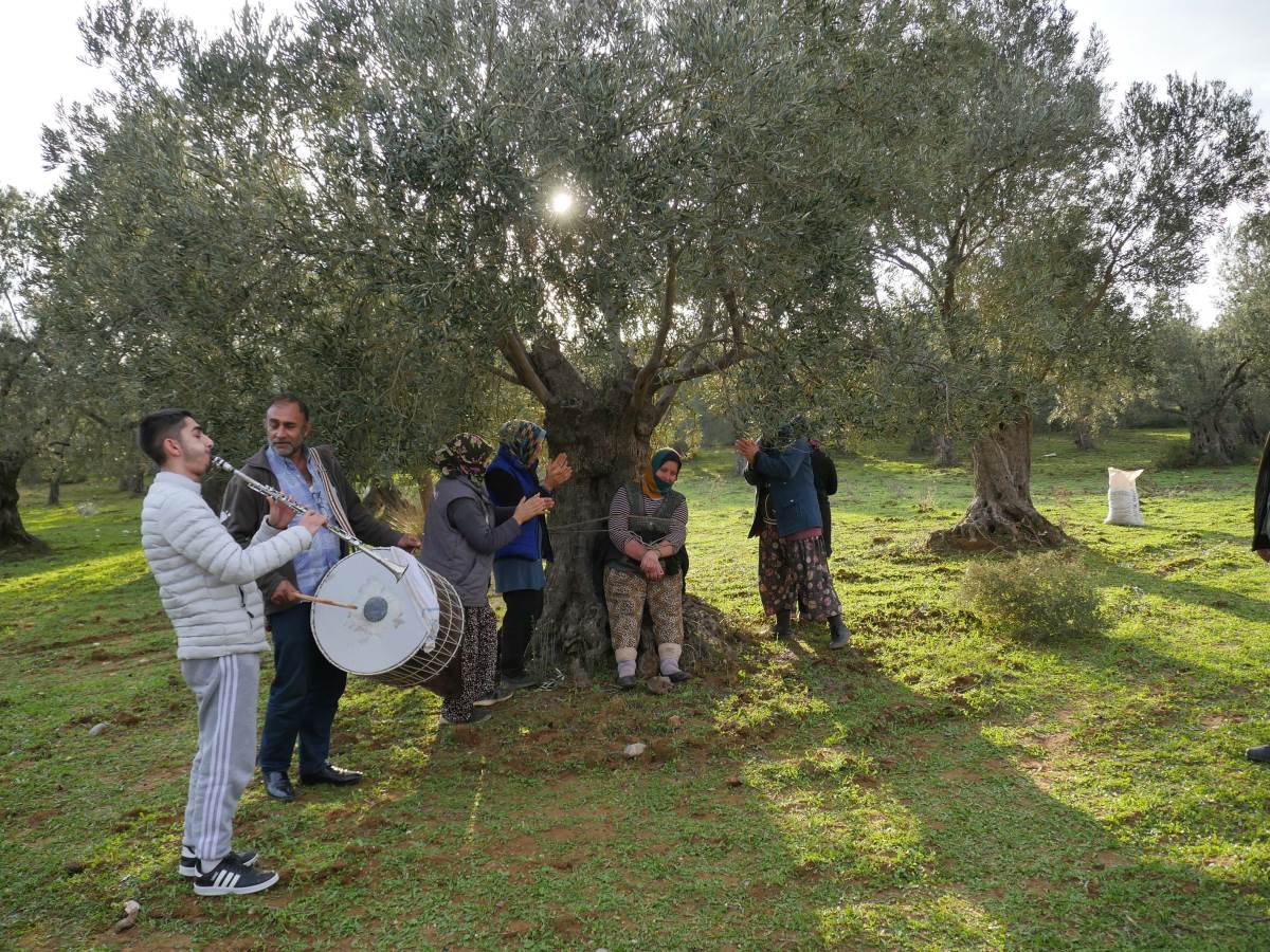 Hasadı bitiren zeytin işçileri kahyayı ağaca bağlayıp tarla sahibinden bahşiş istedi