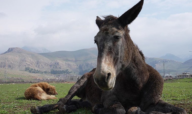 Sokak köpeğiyle sakat katırın dostluğu duygulandırdı: Her türlü tehlikeden koruyor