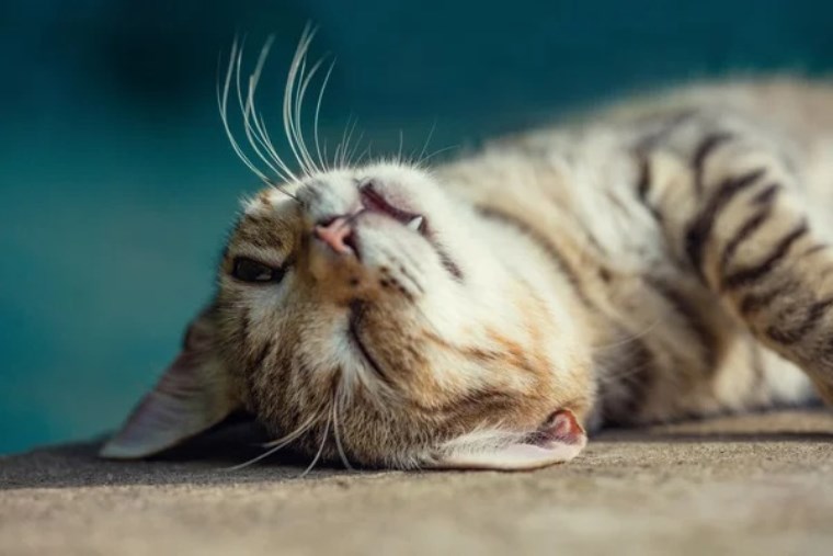 Kediniz mutlu olduğunu nasıl anlatır? İşte kedi dilini anlamanın sırları...