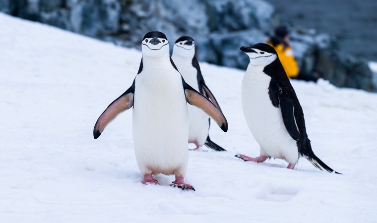 Penguenlerden öğrenmemiz gereken 4 ilginç bilgi!